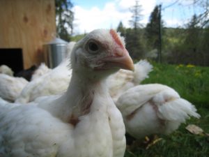 Another curious Jumbo Cornish-X.