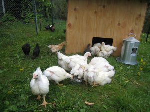 A comparison between the size of the