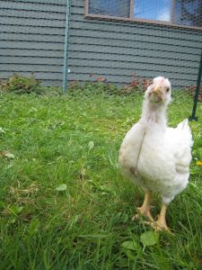 Curious Jumbo Cornish-X. Note the development of the breasts and width of the legs.